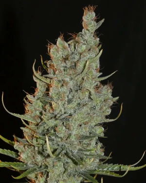 Desert Skunk Feminised Seeds