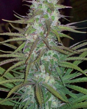 Green Mountain Grape Regular Seeds