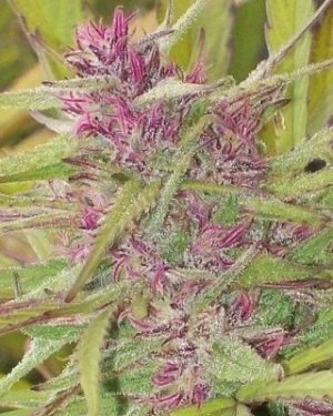 Purple Satellite Regular Seeds