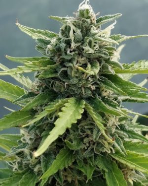 Zamaldelica Auto Feminised Seeds