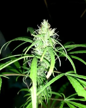 80s Durban Poison Regular Seeds