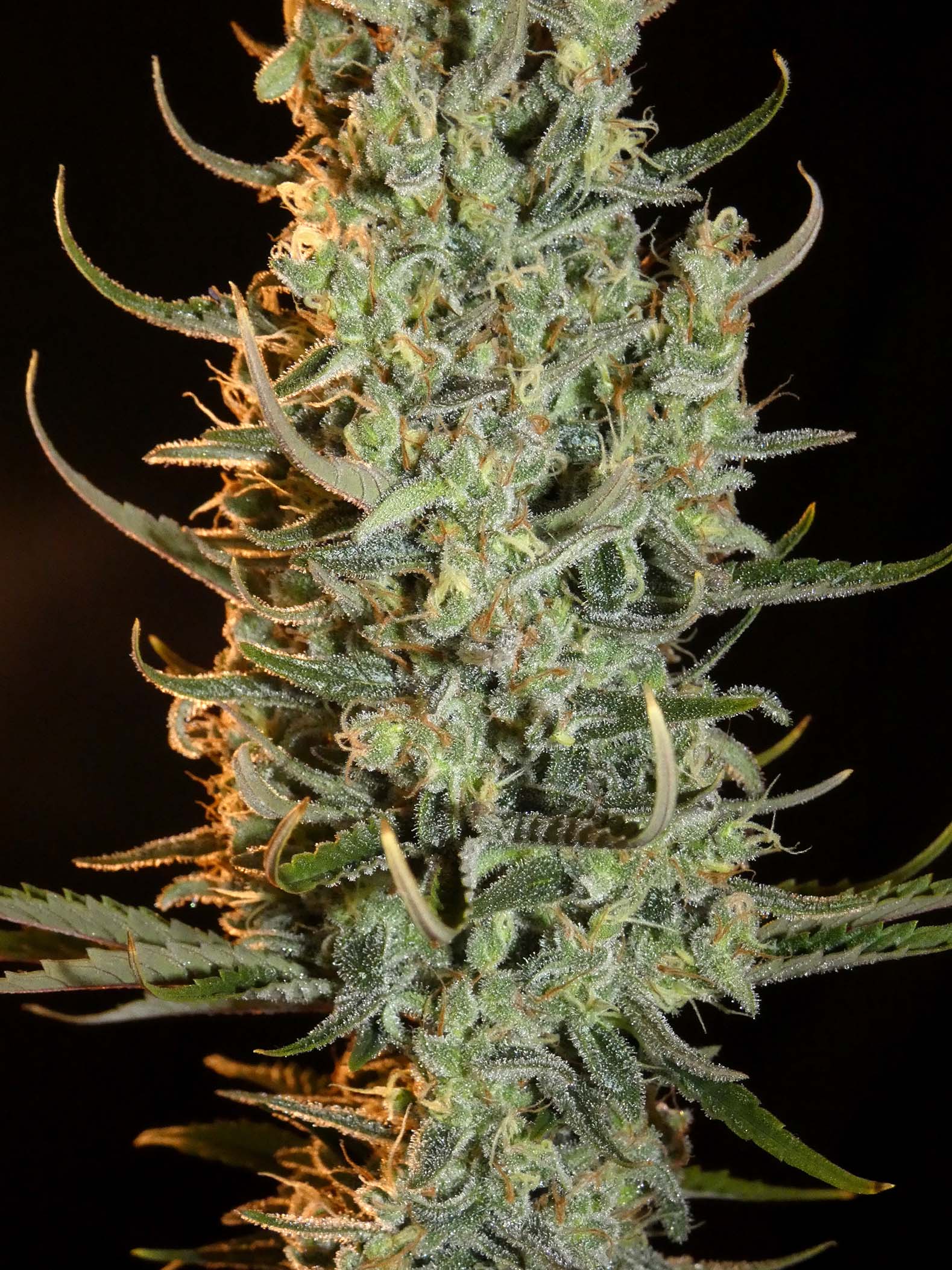 khalifa-genetics-desert-skunk-feminised-seeds-pips-2
