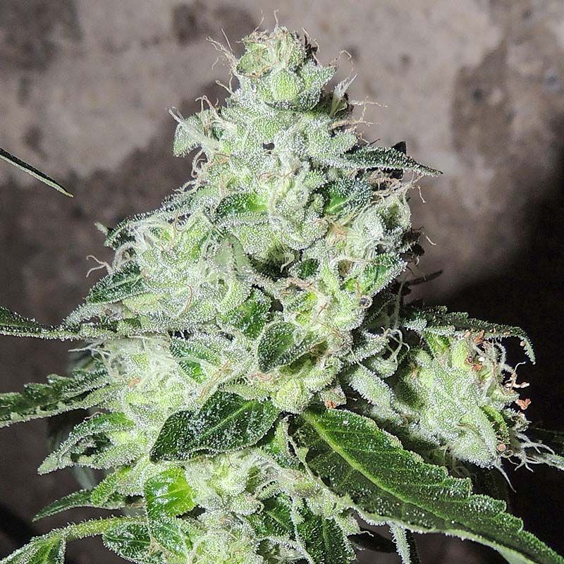 karma-genetics-headbanger-regular-cannabis-seeds-pips-1
