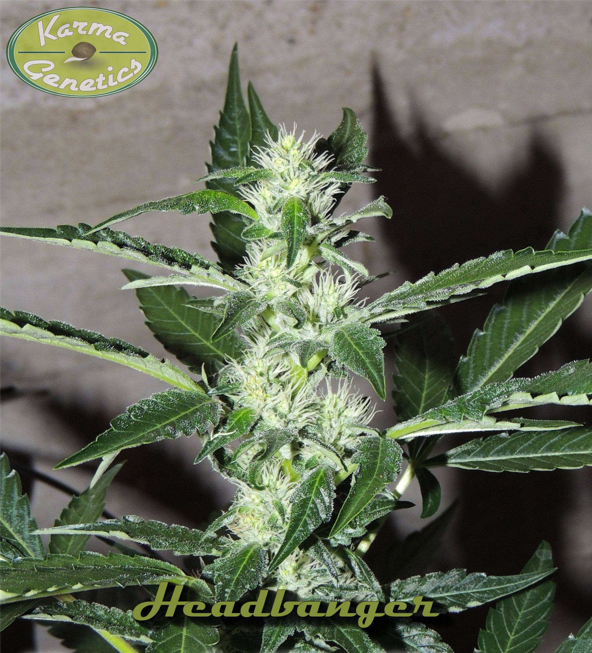 karma-genetics-headbanger-regular-cannabis-seeds-pips-2
