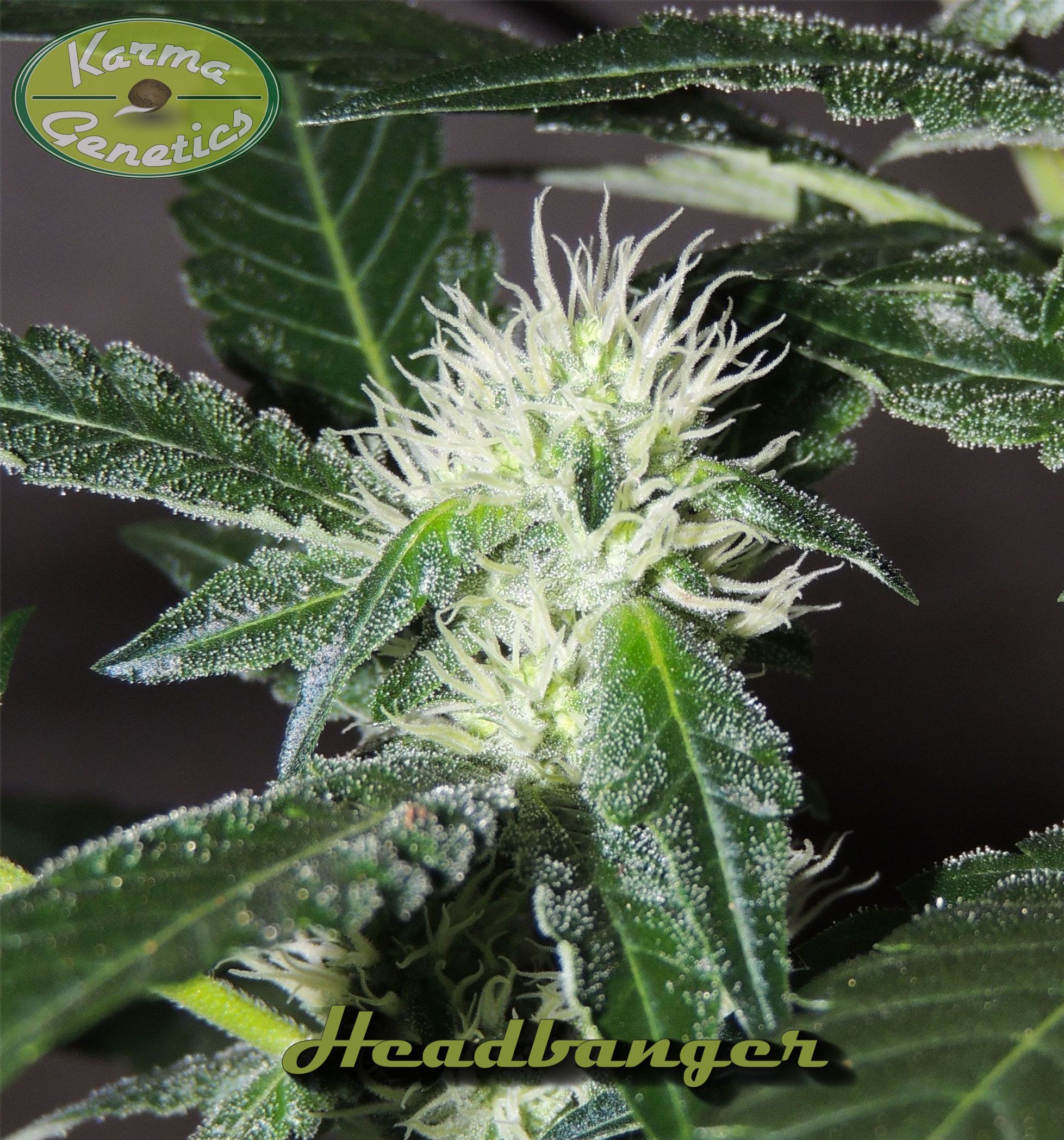 karma-genetics-headbanger-regular-cannabis-seeds-pips-3