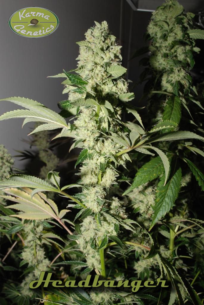 karma-genetics-headbanger-regular-cannabis-seeds-pips-4