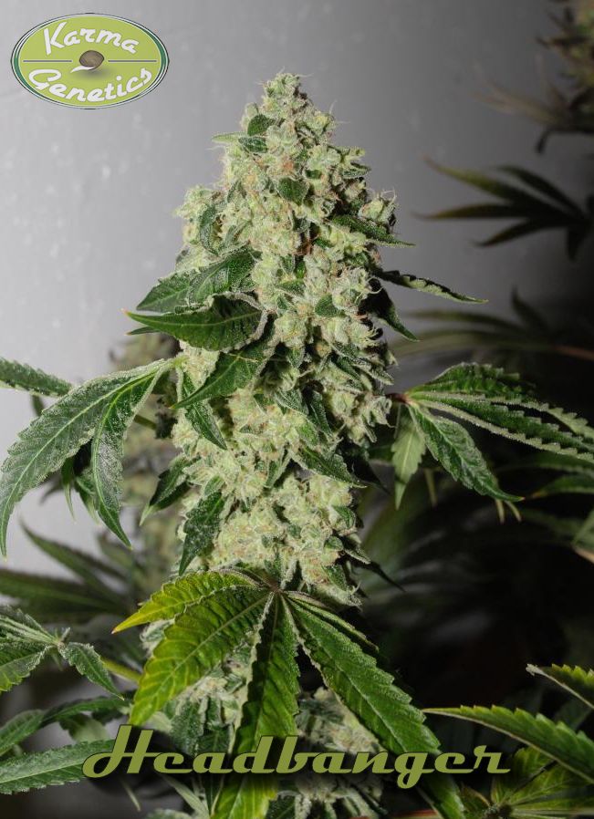 karma-genetics-headbanger-regular-cannabis-seeds-pips-5