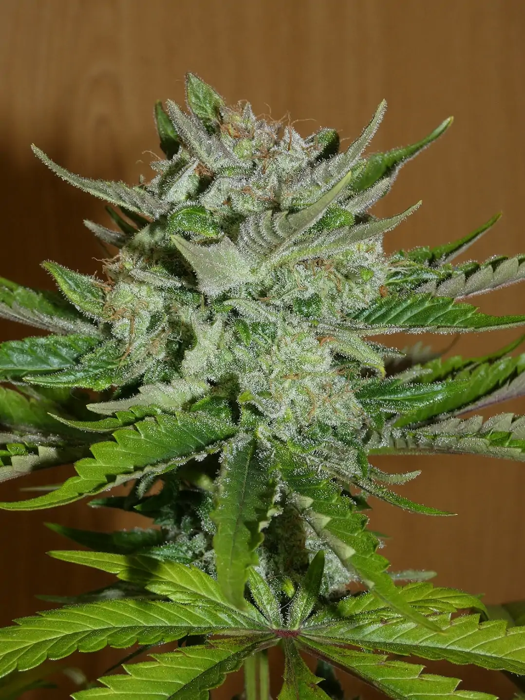khalifa-genetics-balkh-hash-plant-regular-cannabis-seeds-pips-2