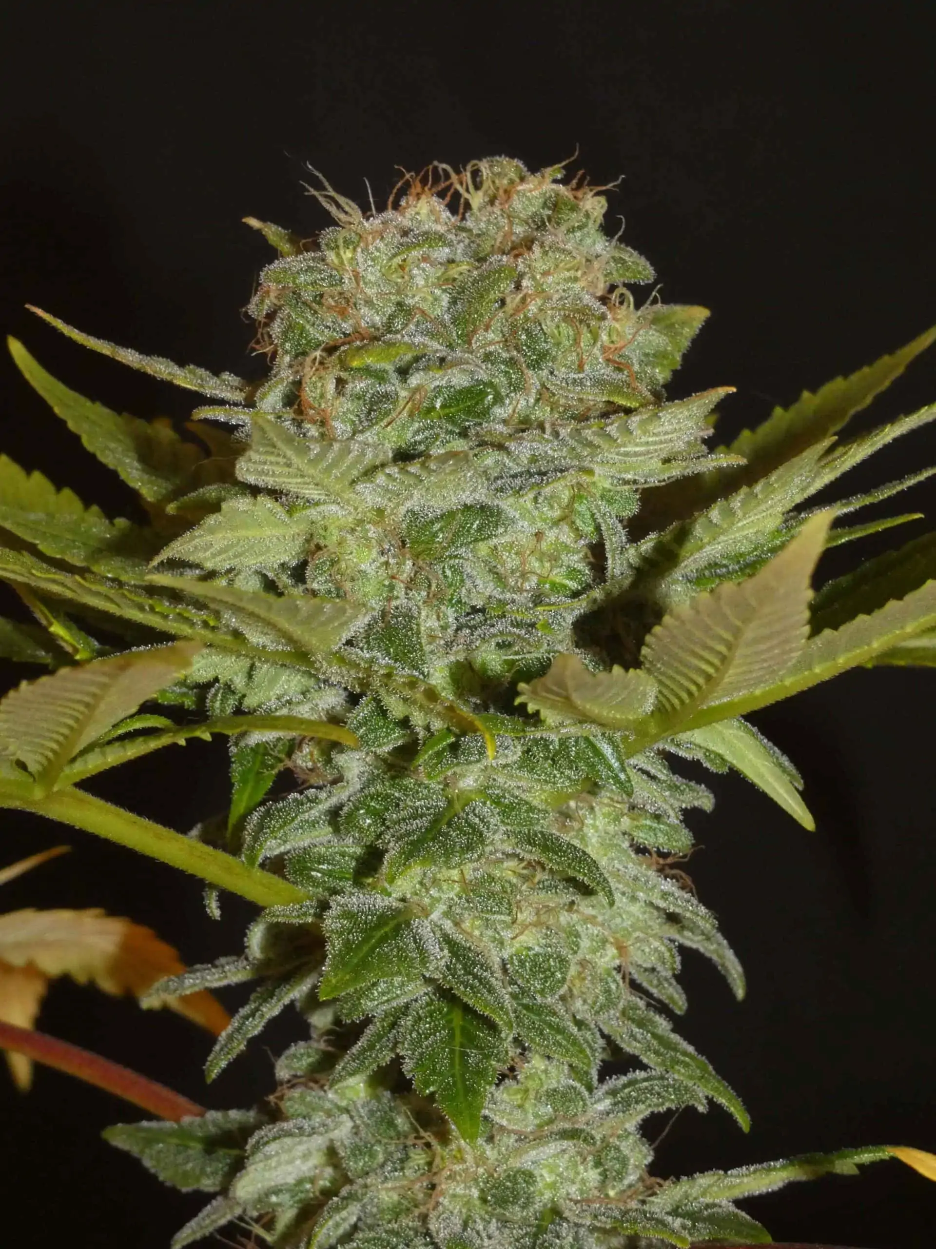 khalifa-genetics-balkh-hash-plant-regular-cannabis-seeds-pips-3