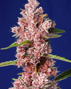 Tropicanna Poison F1 Fast Version Feminised Seeds