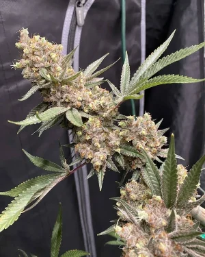 Banana Sherbet Regular Seeds