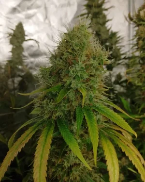 Old School Durban Regular Seeds